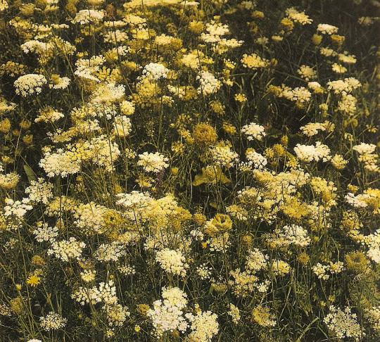 Марковь дикая