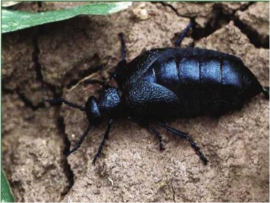 Майка синяя (Meloe violaceus Marsham)